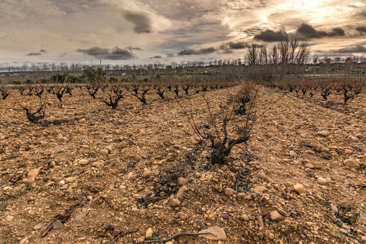 Viñedos en San Pedro de Ceque, a 40 kilómetros de Benavente.