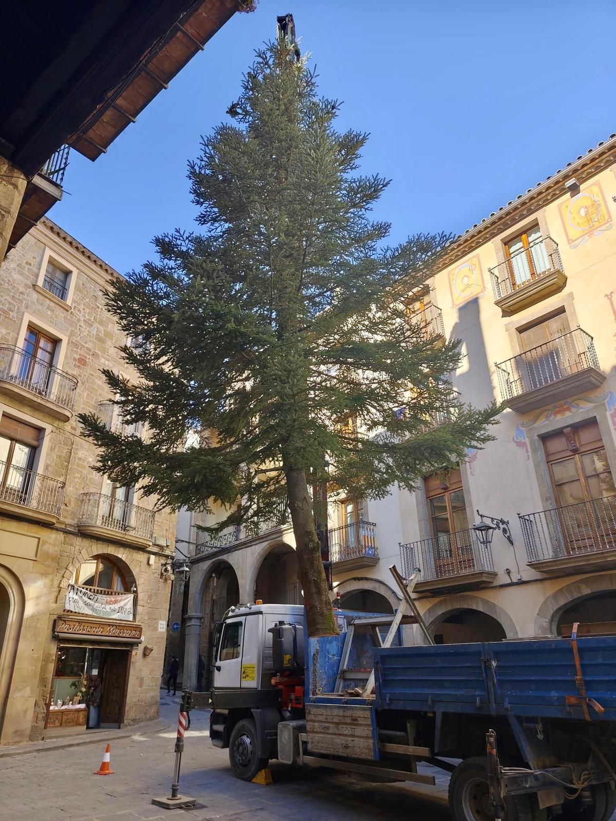 L'avet de deu metres plantat a Solsona