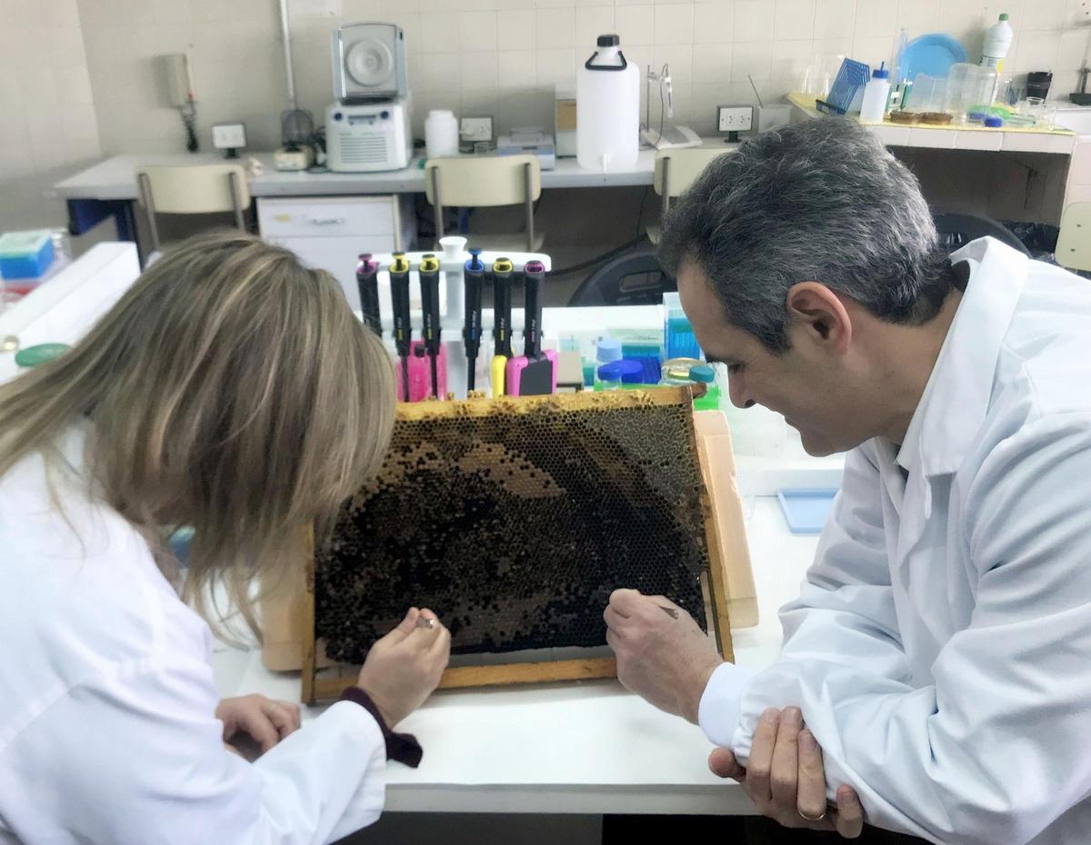 Investigadores con un panal de miel.