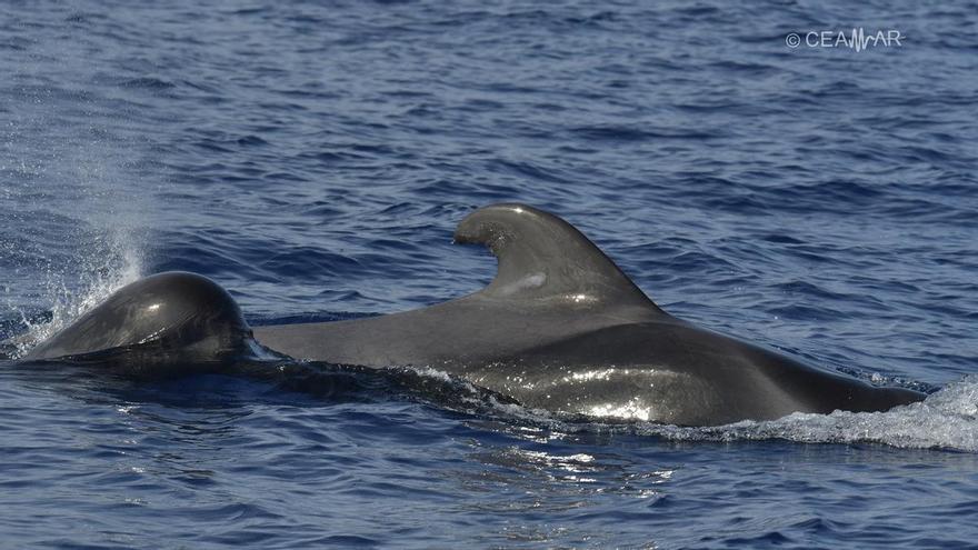 Una decena de orcas devoran a dos calderones en Canarias