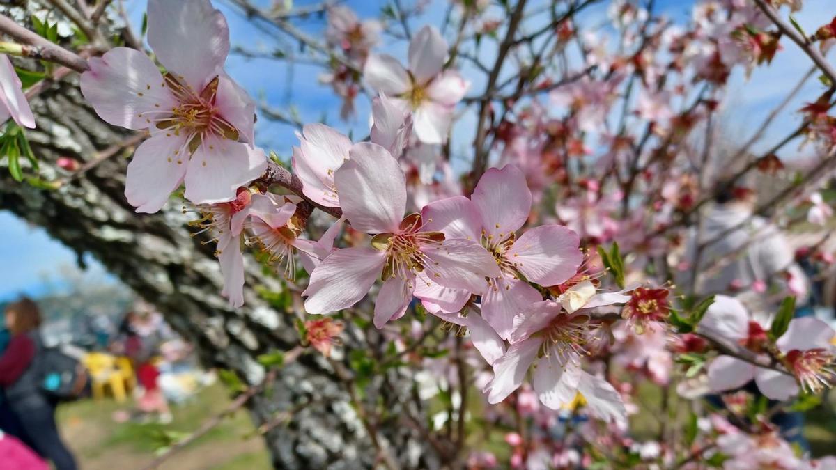 Almendro florecido en la pasada edición del Almendro en Flor.