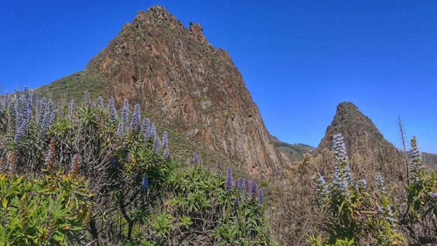 La Ruta del Tajinaste Azul, en el Elder