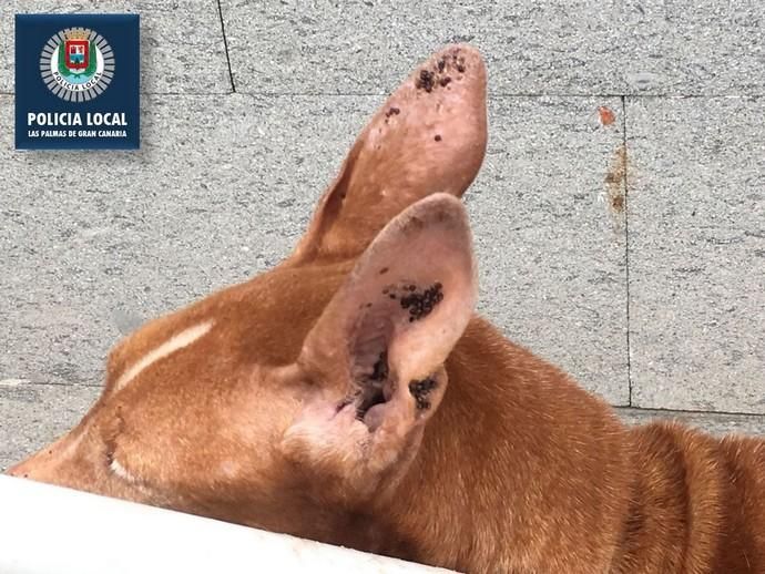 La Policía Local rescata a cuatro perros e imputa a su dueño por un presunto delito de maltrato animal