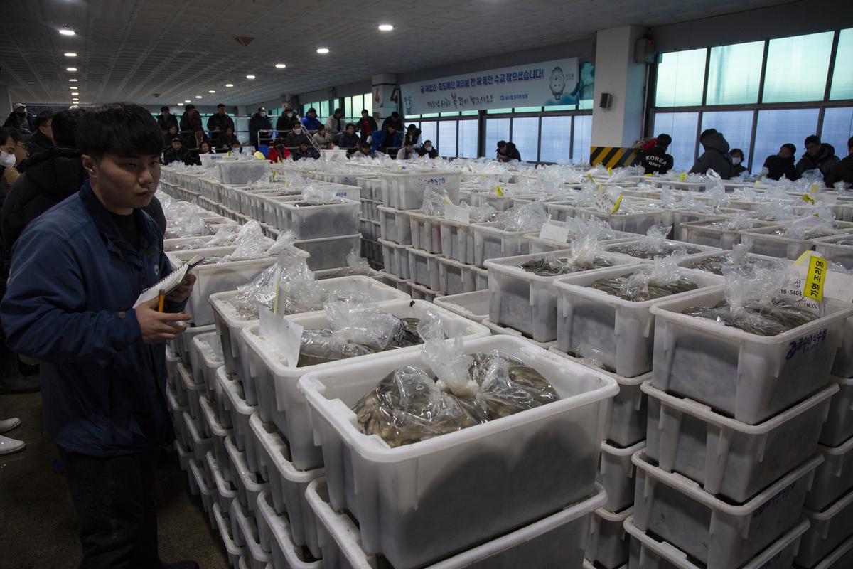 Auge del cultivo de ostras en Tongyeong (Corea del Sur)