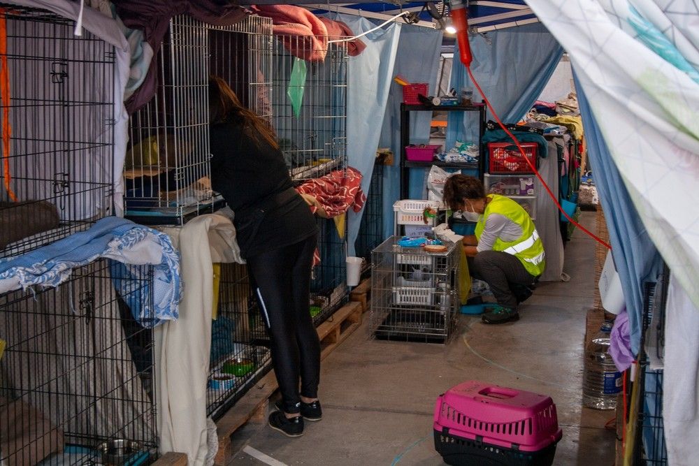 Animales afectados por el volcán de La Palma