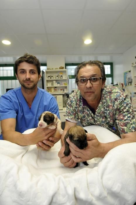 Los dos cachorros supervivientes de Lena