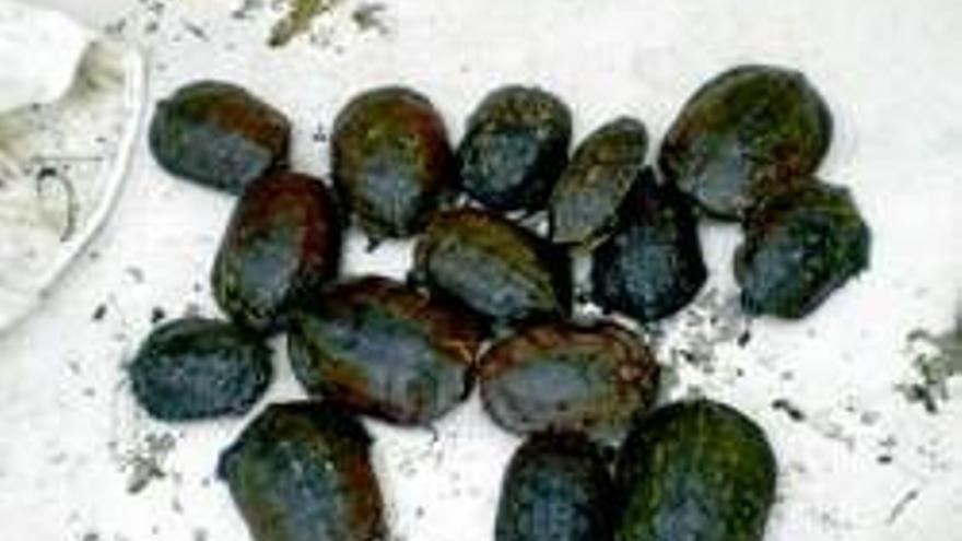 Detenidos por capturar 72 galápagos para consumo