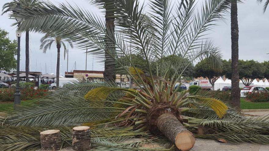 El tiempo en Mallorca: El temporal deja rachas de 118 kilómetros por hora