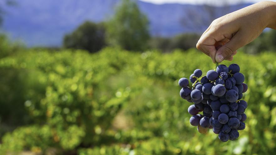 Casa Gourmet: Disfruta con las mejores garnachas con la selección de vinos de septiembre