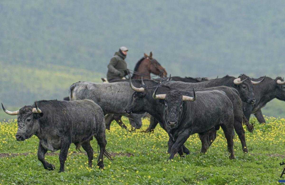 Toros de Victorino Martín