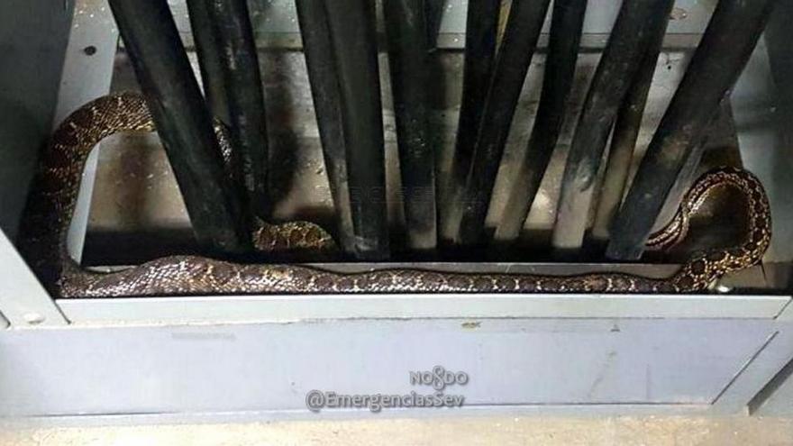 Una serpiente de metro y medio se cuela en la Feria de Abril de Sevilla