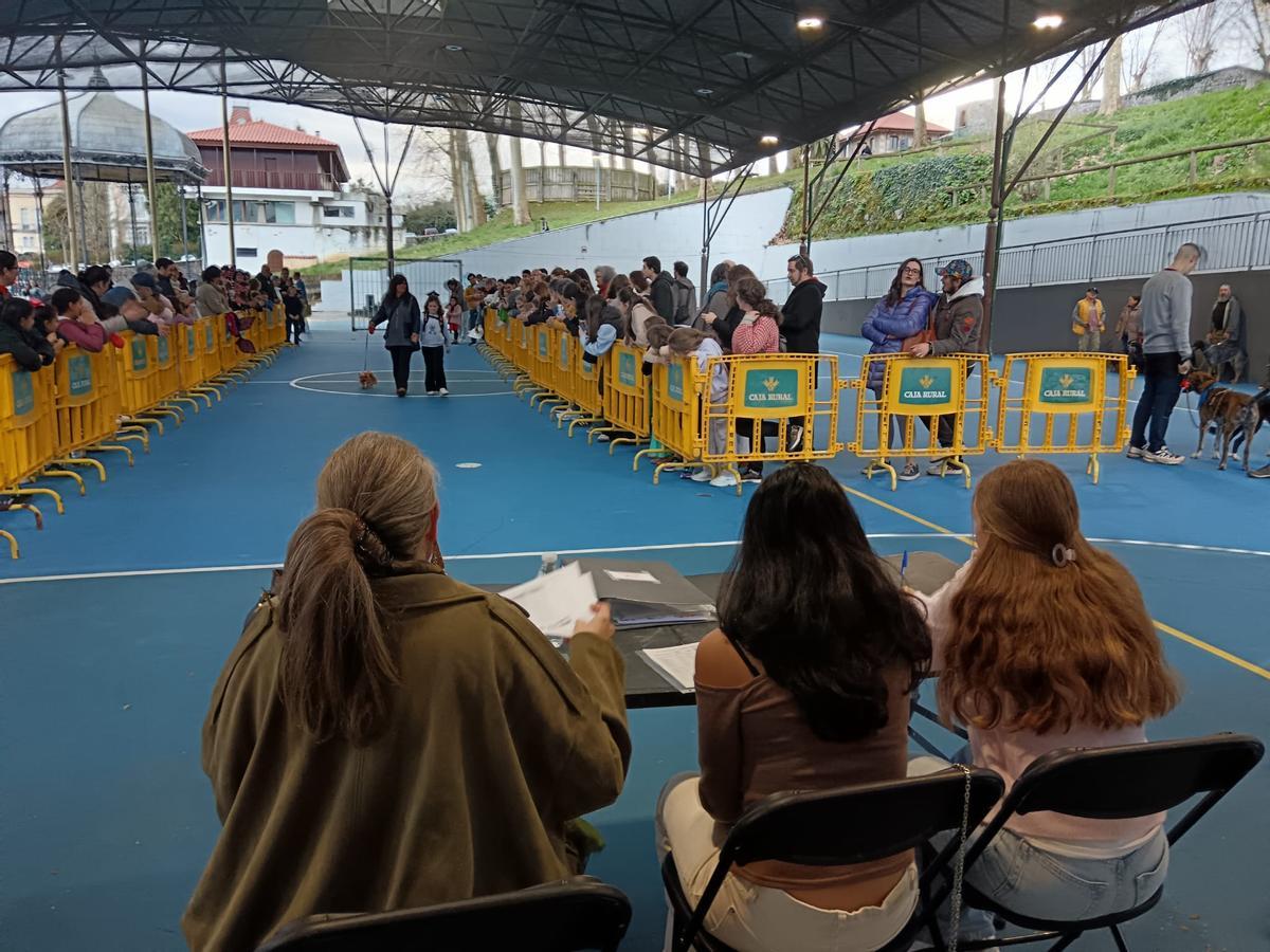El desfile de mascotas de Grado, en imágenes