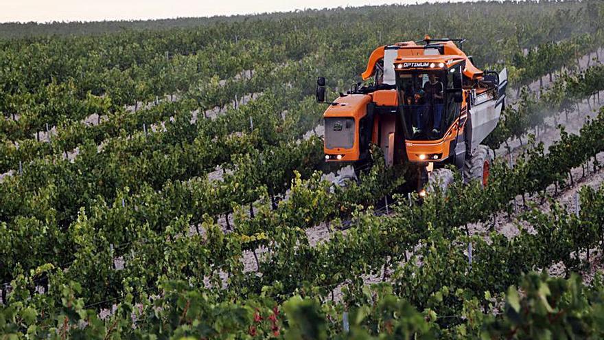 Una máquina cosechadora vendimia en un viñedo en espaldera.