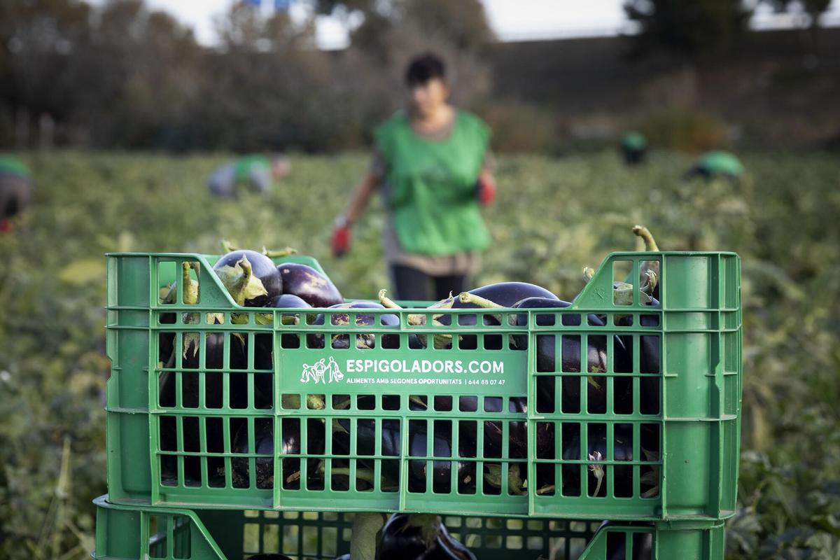 Voluntarios de la asociación Espigoladors recogen el producto sobrante en un campo de berenjenas del Baix Llobregat.