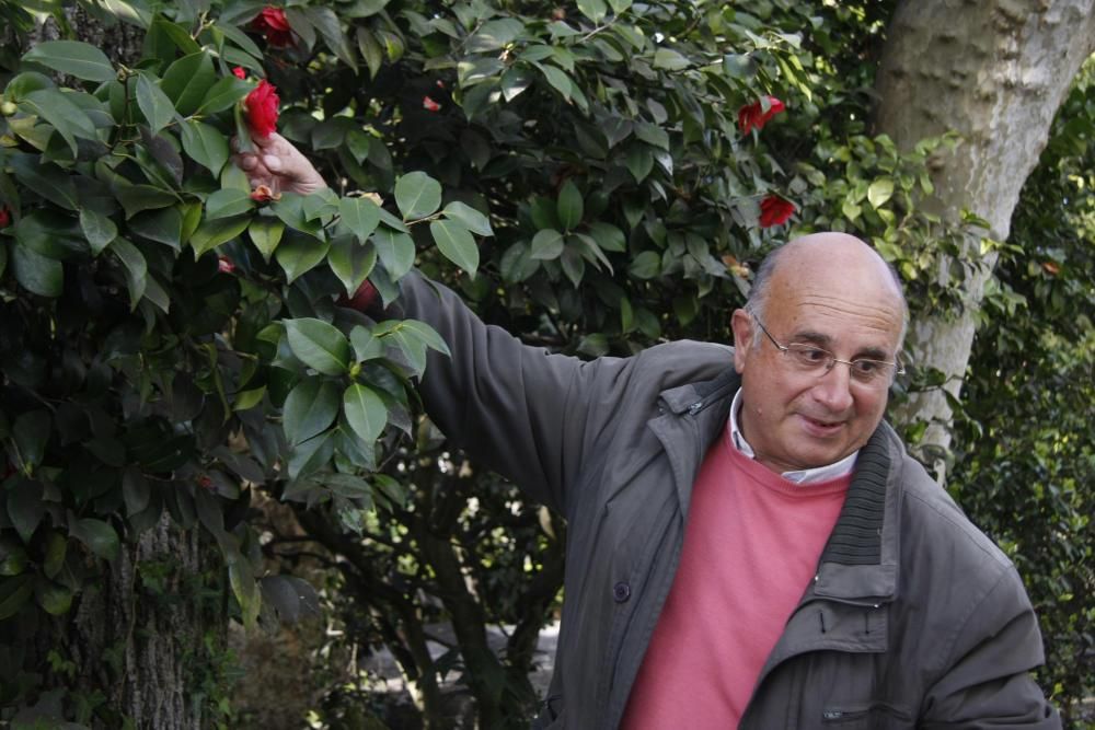 Camelias en el Botánico