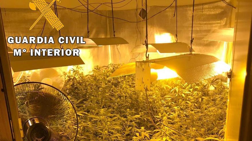 La Guardia Civil desmantela una plantación de marihuana en Rute y detiene a una mujer