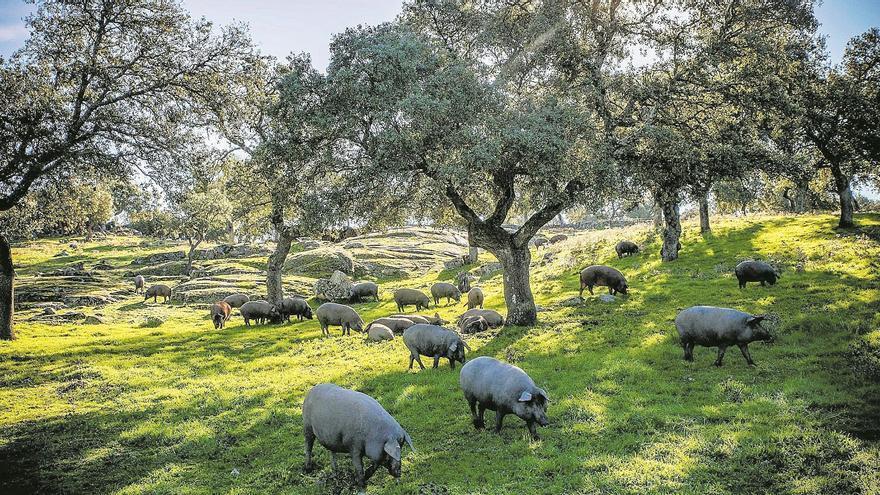 Los Pedroches vuelve a ofertar 30 rutas guiadas para dar a conocer su patrimonio natural y cultural