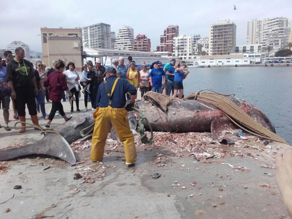 El pesquero descarga al tiburón de 8 metros en el puerto de Calp.