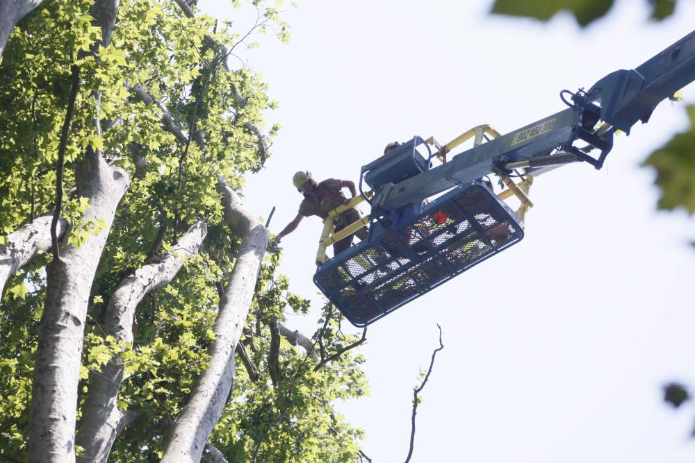 Tanquen fins dilluns els Jardins de la Devesa per la caiguda d''un plàtan