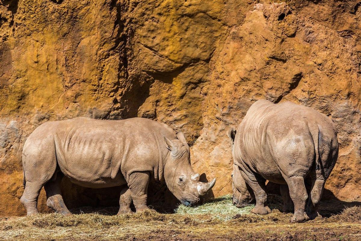 Rinocerontes en Parque de Cabárceno