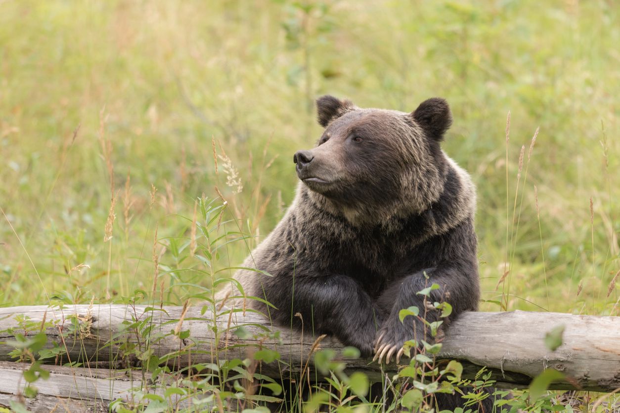 El Parque Nacional de Banff es hogar de osos grizzly