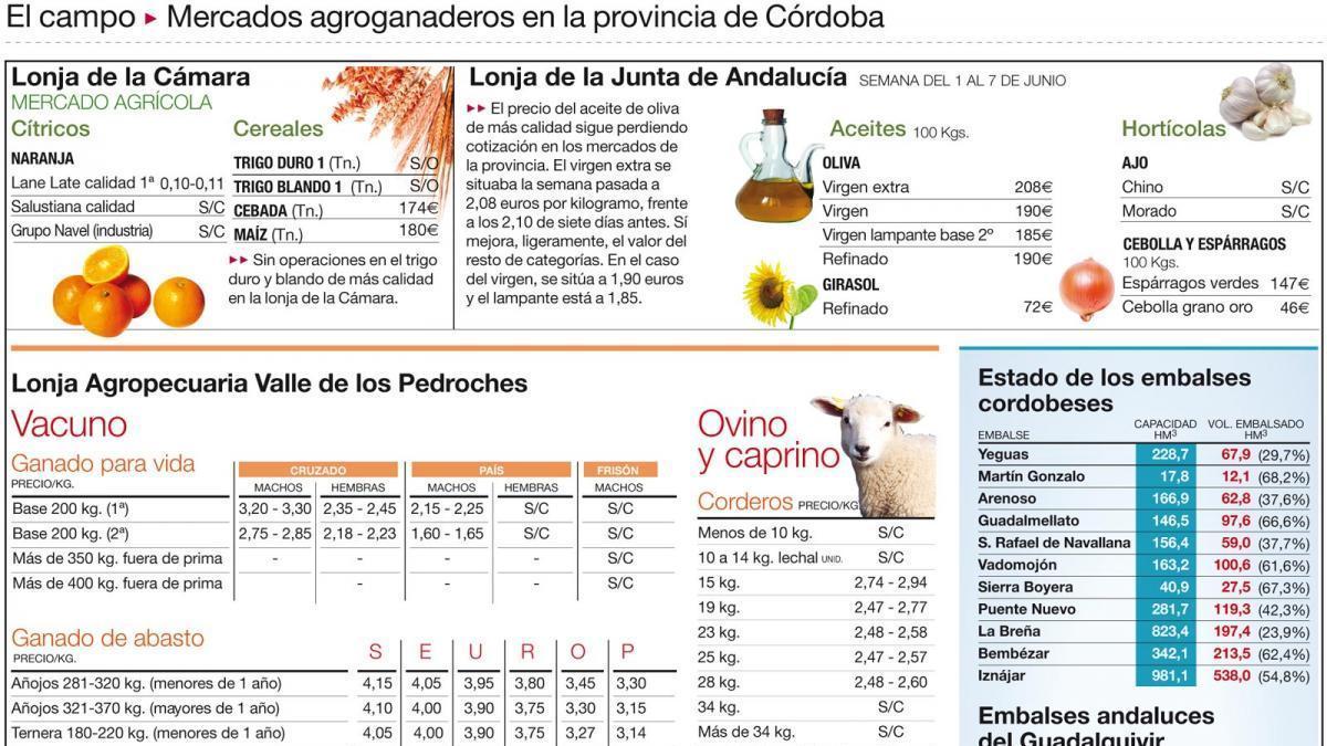 Buena campaña para el ajo en precios y calidad