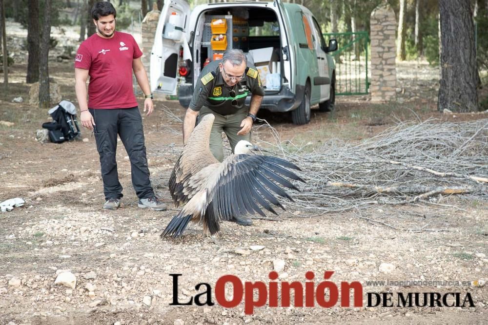 Liberan un Buitre Leonado en la Sierra de Mojantes