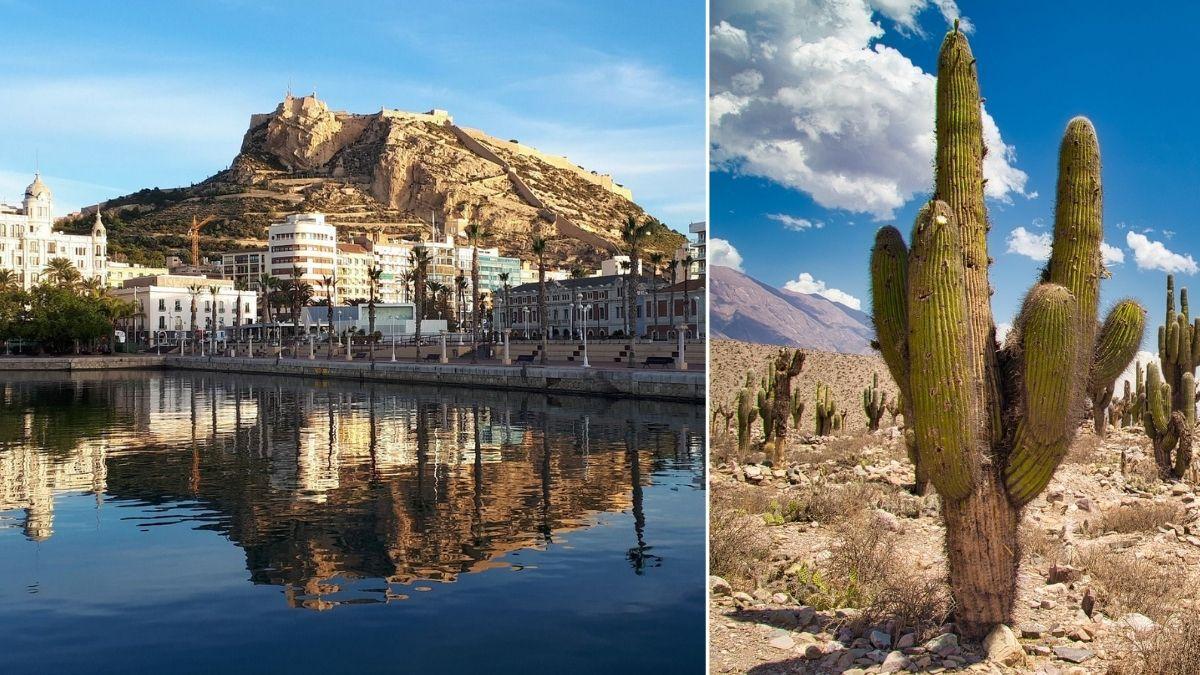 A la izquierda, una imagen inconfundible de Alicante; a la derecha, unos cactus