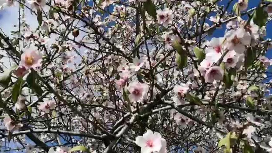 Así se ven los almendros en flor en el Valle de Ayacata