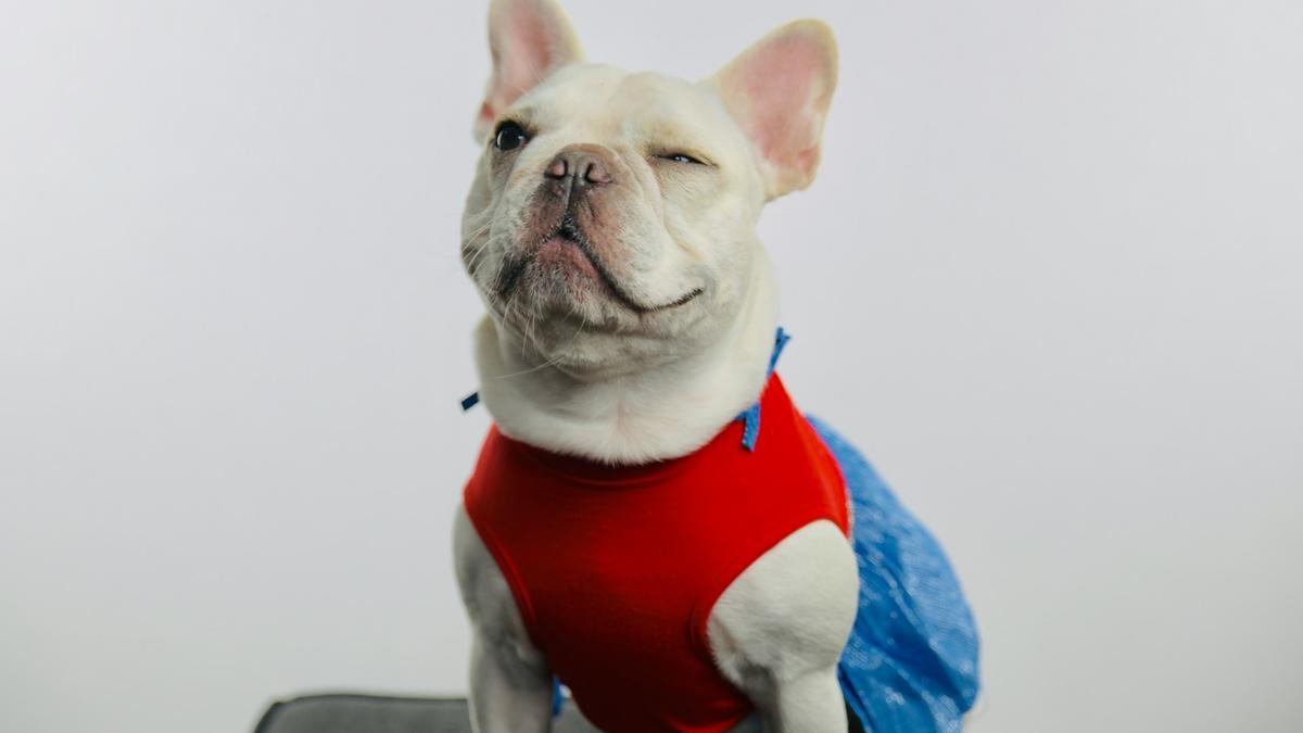 ¿Cuál es el superhéroe que mejor representa a tu mascota?