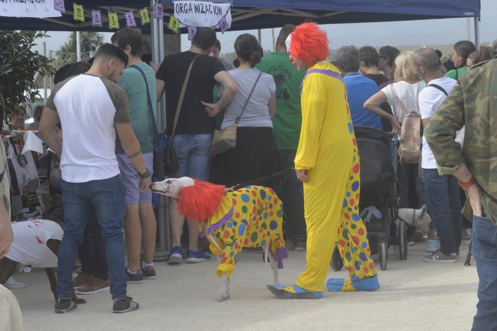 Halloween en el parque canino de Gran Alacant