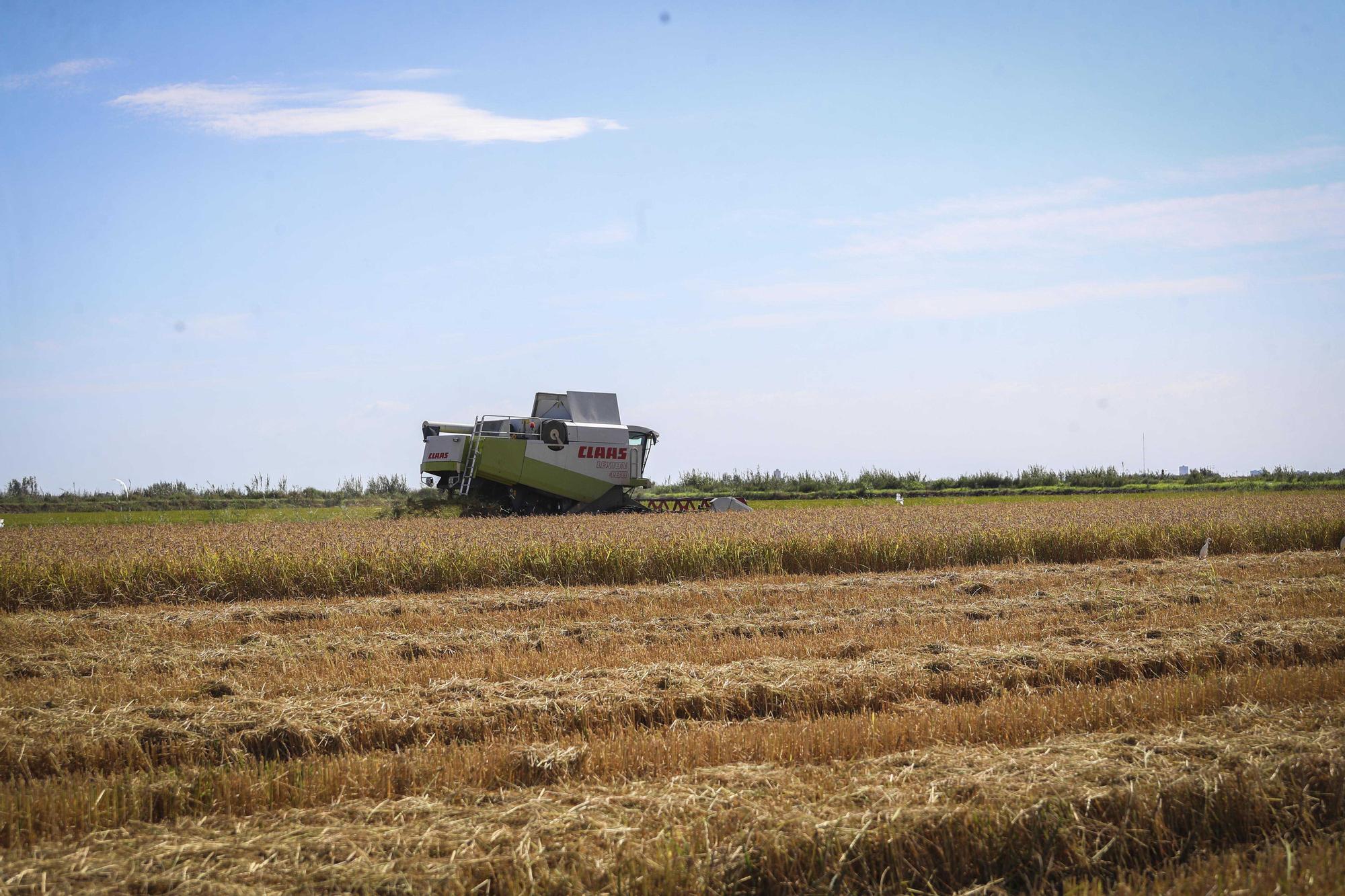 Comienza la siega del arroz en el Parque natural de La Albufera