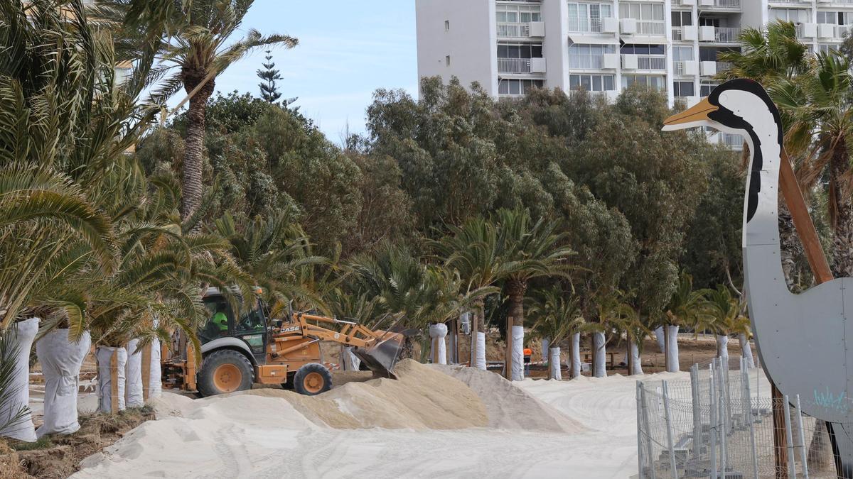 La nueva formación dunar que realizará la conexión entre la zona ajardinada y el litoral comienza a tomar forma en la playa de la Alamadraba de Alicante