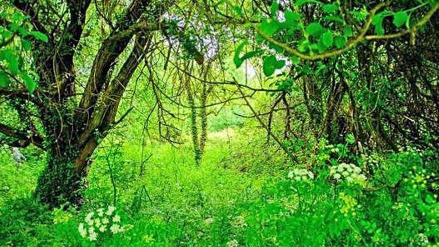 Bosque en el humedal de A Gándara en Cambre.