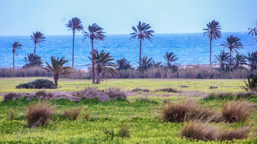 Imagen del palmeral de Ferrís desde la carretera N-332