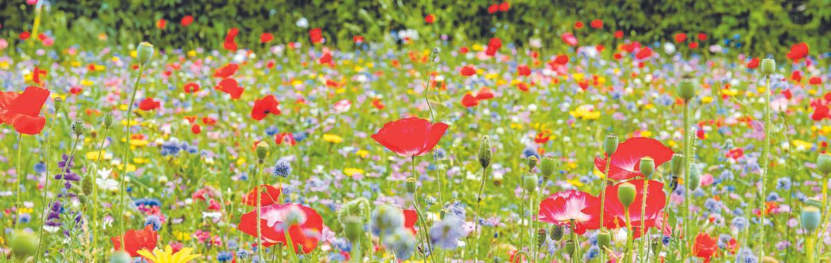 La recuperació del sòl natural rebaixa la temperatura a l’estiu, evita inundacions i potencia la biodiversitat.