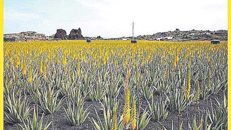 Lanzaloe: compromiso con la calidad en Canarias