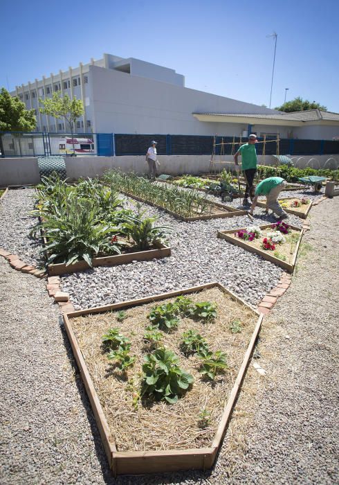 Hort interdisciplinari a l'IES Maltide Salvador de Castelló