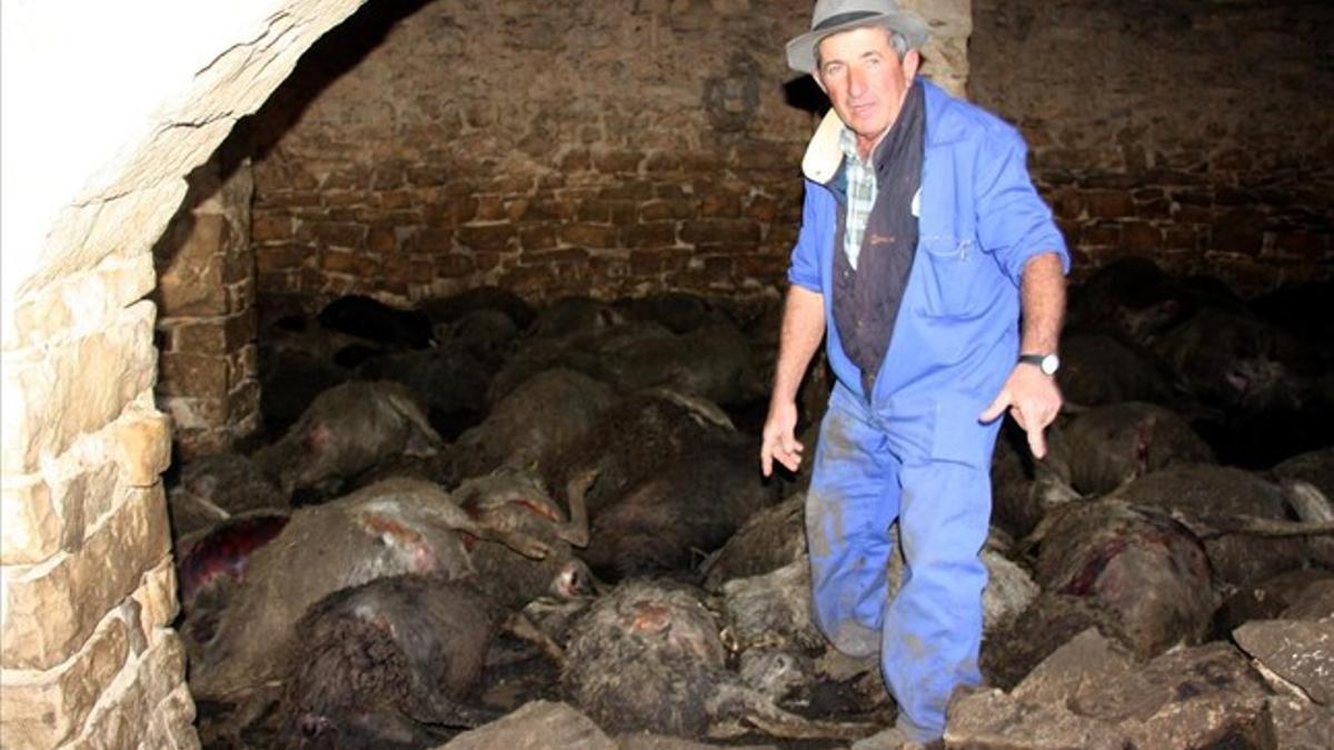 El propietario de la granja, Ramon Agustí, junto a los animales fallecidos en el ataque de la semana pasada.