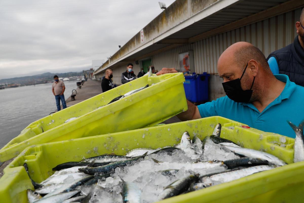 Una descarga de sardinas en Avilés, en una imagen de archivo.