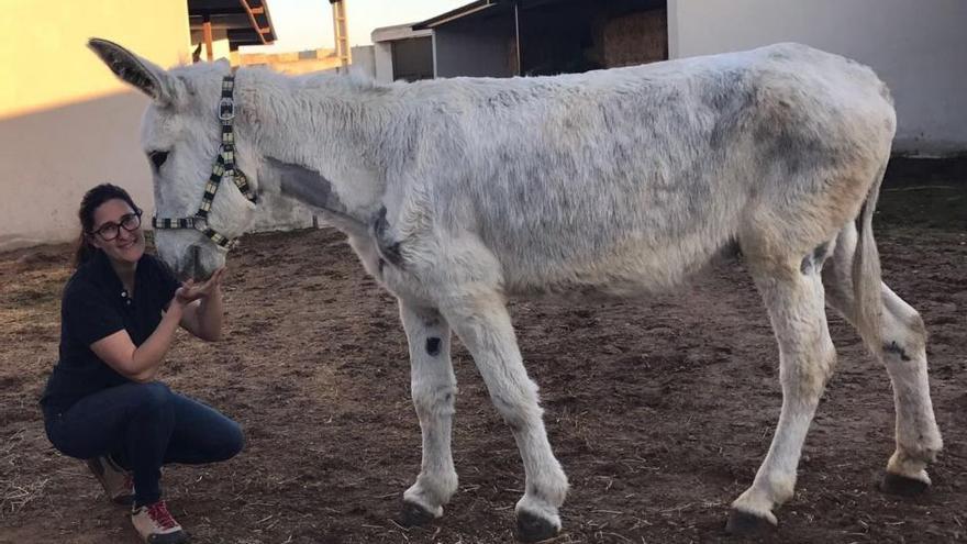 La Guardia Civil investiga al dueño del burro maltratado en Castellnovo