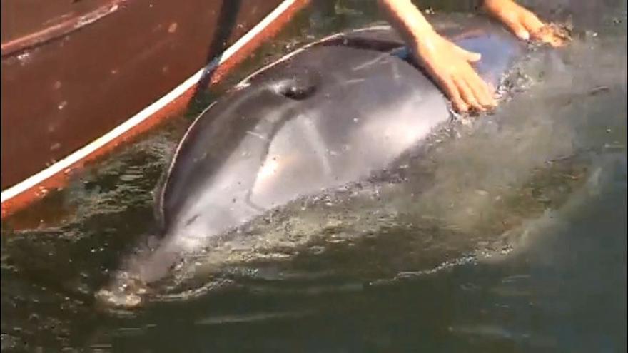 Movilización de voluntarios en Pontevedra para salvar a Manoliño, el delfín arponeado