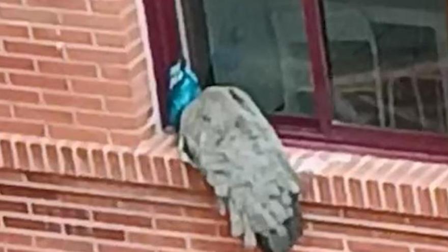 VÍDEO: Un pavo real se cuela en un patio de un edificio del barrio de Ciudad Naranco de Oviedo