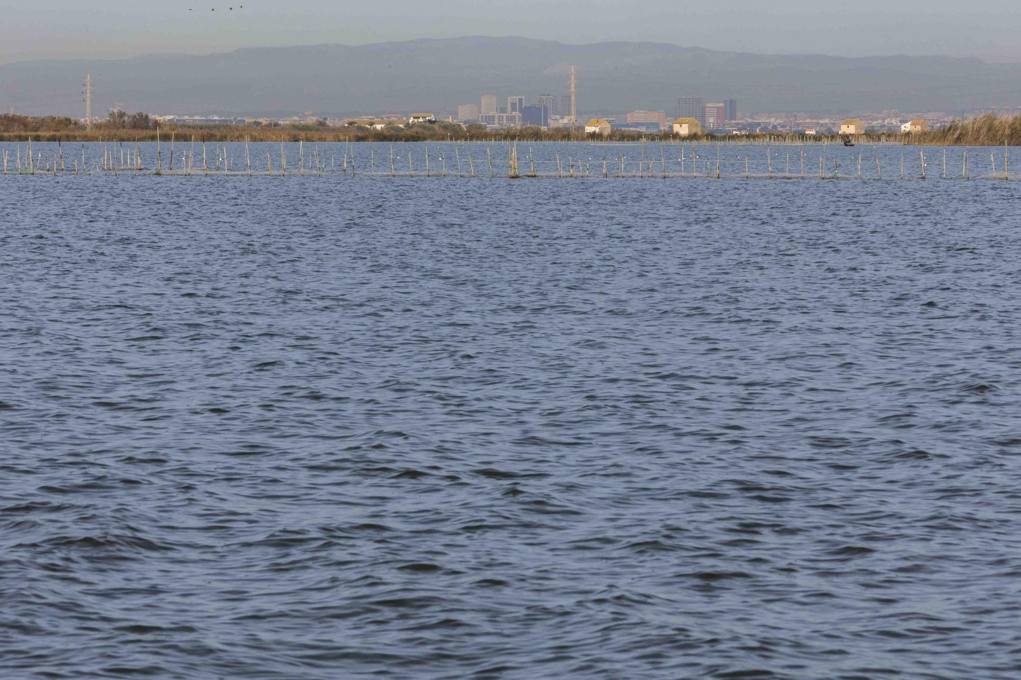 L'Albufera y su biodiversidad disfrutan de una caudal histórico