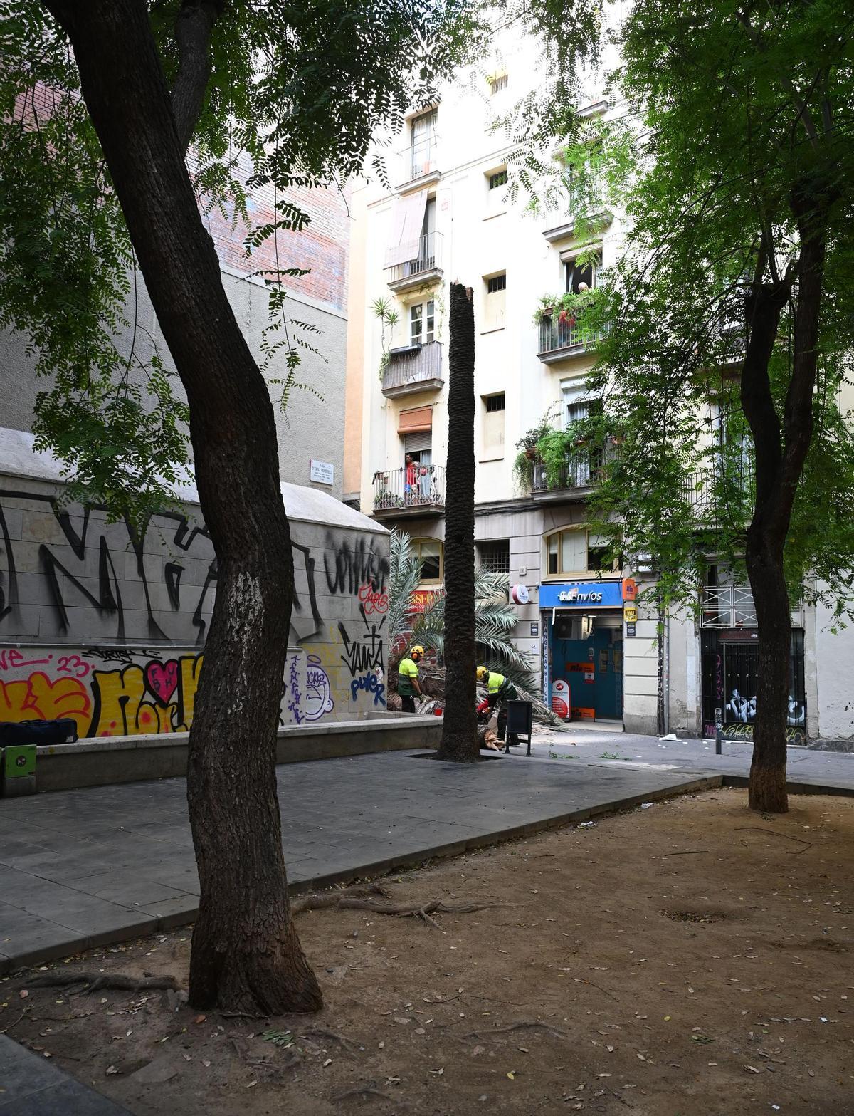 Muere una mujer al caerle encima una palmera en el Raval de Barcelona