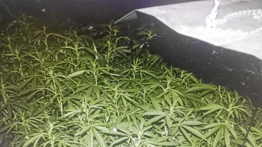 Eine Marihuana-Plantage wie diese fanden die Beamten in Marratxí vor.