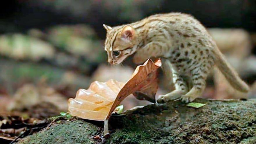 El gato herrumbroso habita en los bosques de Nepal, Sri Lanka e India.