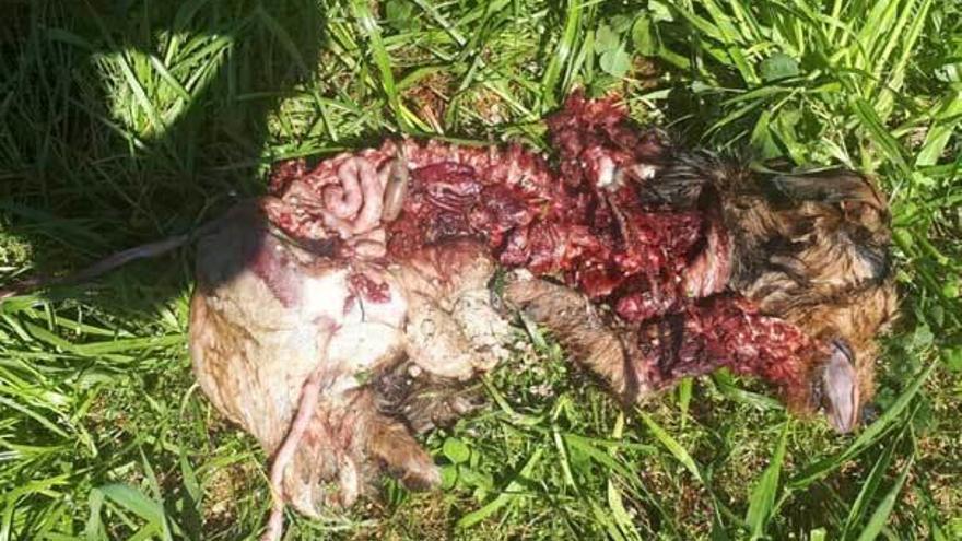 Denuncian la muerte de un perro en Mántaras por el lobo