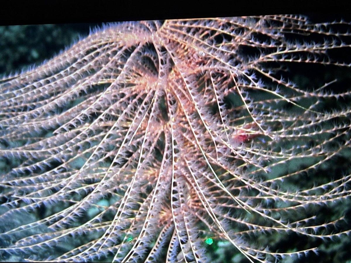 Iridogorgia cf. pourtalesi encontrada en la campaña del IEO en los montes submarinos de Canarias