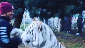 Lewis Hamilton juga amb un gran tigre blanc en una fundació que rescata animals a Mèxic.